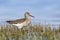 Bosruiter, Wood Sandpiper, Tringa glareola