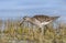 Bosruiter, Wood Sandpiper, Tringa glareola