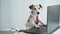 Boss dog in pink tie having online consultation conference.