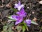 Bossier\\\'s or Lucile\\\'s glory-of-the-snow (Scilla luciliae - chionodoxa gigantea) \\\'Violet Beauty