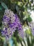 Bossom flower bouquet of Sandpaper vine, Queens Wreath, Purple Wreath, Petrea volubilis L. on tree in garden