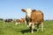 Bossy funny cow is walking in a field, red pied with pink nose and approaching