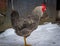 Bossy rooster. Colorful on snow in the farm