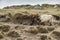 Bosta Beach on the Isle of Lewis in Scotland.