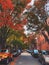 Boston beacon area alley with brick red buildings and trees on both sides