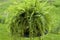 Boston Fern  822534