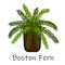 Boston Fern-Air purification tree