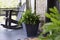 Boston ferns sitting on porch near front door way