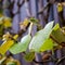 Boston ivy Parthenocissus tricuspidata young vine leaves