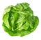 Boston Lettuce