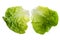 Boston Lettuce