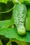 Boston pickling cucumber growing on vine