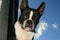 Boston Terrier 1