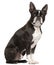 Boston Terrier, 1 year old, sitting