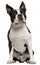 Boston Terrier, 1 year old, sitting