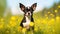 Boston Terrier Chihuahua mix, springtime background
