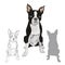 Boston terrier dog breed isolated on white background.