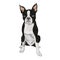 Boston Terrier dog breed isolated on white background.