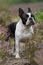 Boston terrier dog in heather landscape