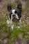Boston terrier dog in heather landscape