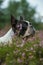 Boston terrier dog in heather landscape