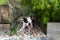 Boston Terrier dog lying in a sheltered part of a garden between two raised planting beds surround by wooden sleepers