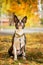 Boston terrier dog outside. Dog in beautiful red and yellow park in autumn