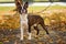 Boston terrier dog outside. Dog in beautiful red and yellow park in autumn