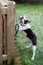 Boston Terrier dog playing, hanging on and tugging a rope with a ball on the end. The toy is tied to a wooden picket fence in a