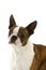 Boston Terrier Dog, Portrait of Adult against White Background