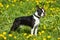 Boston Terrier Dog posing in the grass and dandelions