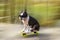 The Boston Terrier dog rides a long board, goes very fast with speed on a skateboard in sunglasses on a summer vacation