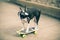 The Boston Terrier dog rides a long board, goes very fast with speed on a skateboard in sunglasses on a summer vacation