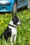 Boston Terrier dog sitting in a grass field