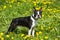 Boston Terrier dog standing in the grass and dandelions