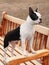 Boston Terrier dog standing on a wooden bench outside. She is alert with her paws on the arm of the seat. Her distinctive ears are