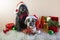 Boston Terrier e Little Schnauzer in Santa Claus hats sit next to gifts, balls ,artificial snow. Merry Christmas