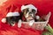 Boston Terrier e Little Schnauzer in Santa Claus hats sit in a white basket . Merry Christmas greetings from the dogs