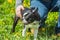 Boston terrier with its owner in the grass