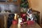 Boston Terrier and Little Schnauzer packing gifts for Christmas . funny photo of dogs behaving like people.