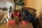 Boston Terrier and Little Schnauzer packing gifts for Christmas . funny photo of dogs behaving like people.