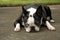 Boston Terrier Lying Down