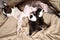 Boston Terrier. Mom dog feeds puppies milk. Cute pets. Lifestyle. Top view