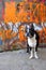 Boston Terrier and Orange Graffiti 3