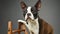 Boston Terrier Portrait in Professional Studio Setting