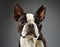 Boston Terrier Portrait in Professional Studio Setting