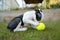 A Boston Terrier puppy crouching over a tennis ball she has been playing with. She is on grass in garden