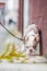 Boston terrier puppy on a leash walking beside a wall