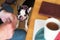 Boston Terrier puppy licking her lips as she looks up to a man and table with with cup of tea. The man is ready to give her a