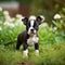 Boston Terrier puppy standing on the green meadow in summer green field. Portrait of a cute Boston Terrier pup standing on the